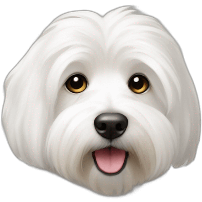 Coton de tulear emoji