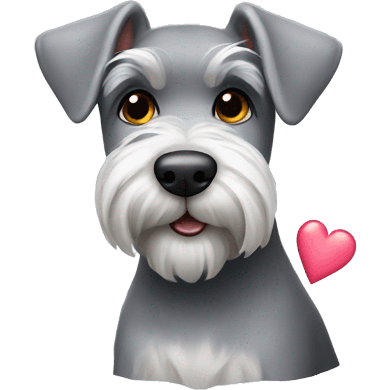 little grey schnauzer with hearts emoji