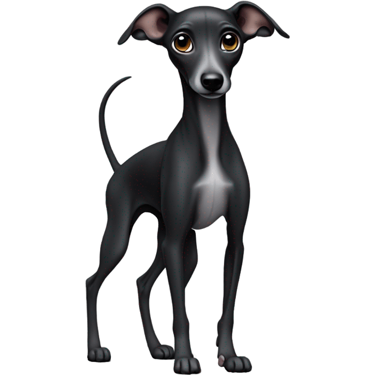 Black Italian greyhound puppy  emoji