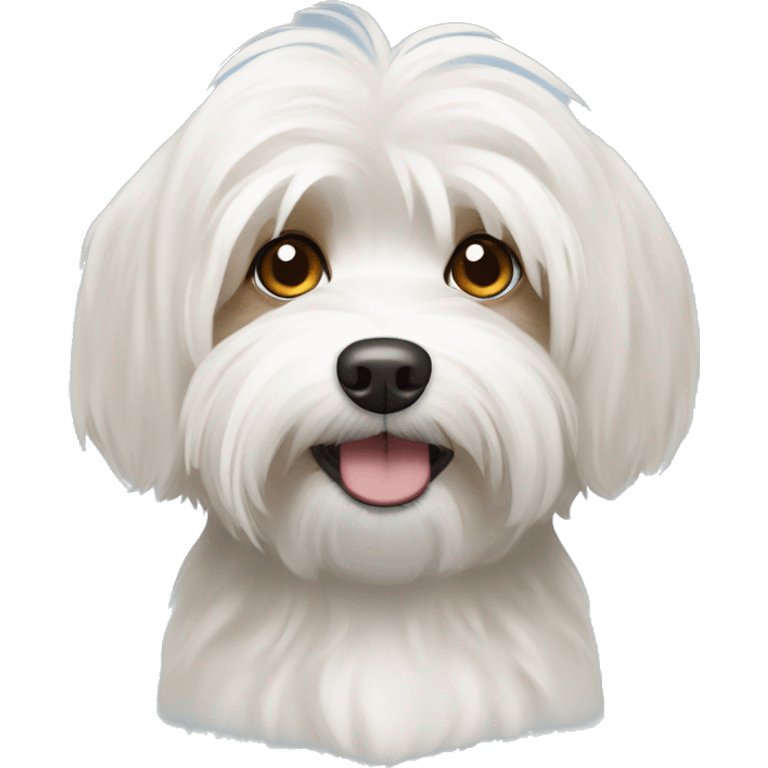 White havanese dog with tan eyes  emoji