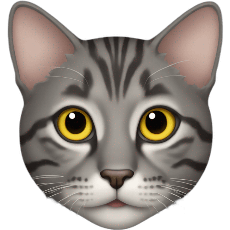 dark gray tabby cat with yellow eyes, black nose, some brown around mouth, left ear tip missing emoji