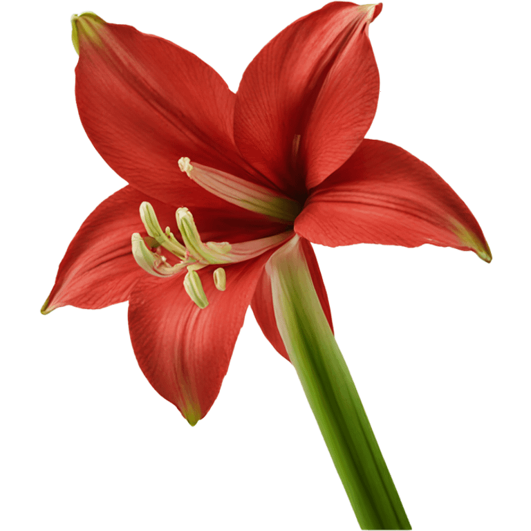 Amaryllis bloom emoji