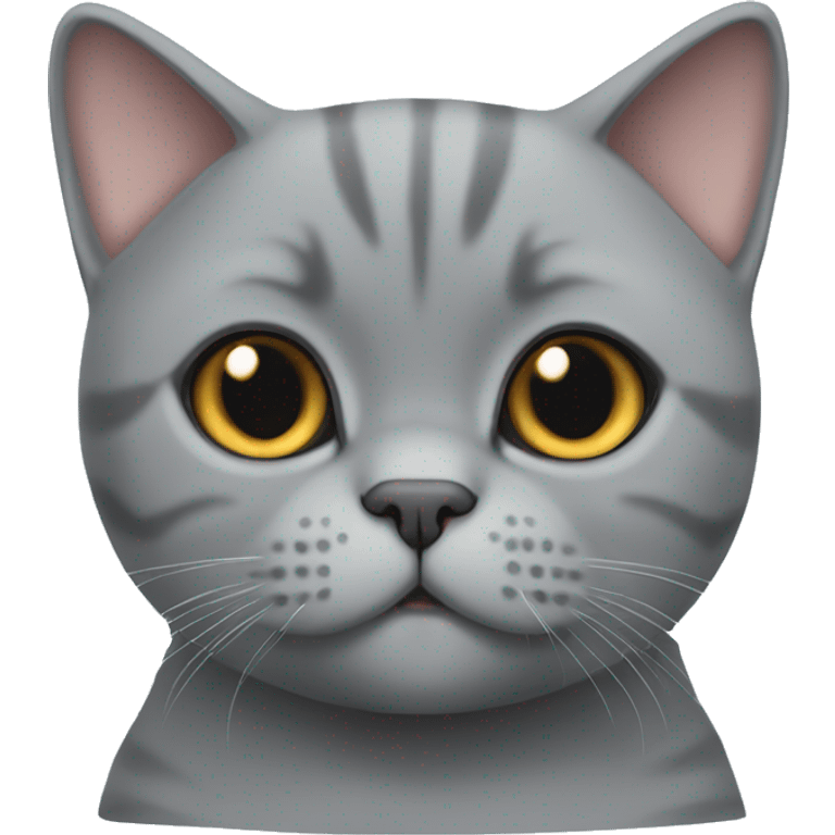 Cute Grey British shorthair cat  emoji