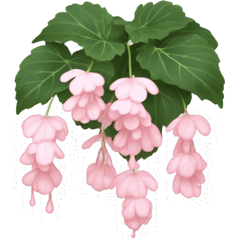 Light pink Weeping begonia  emoji