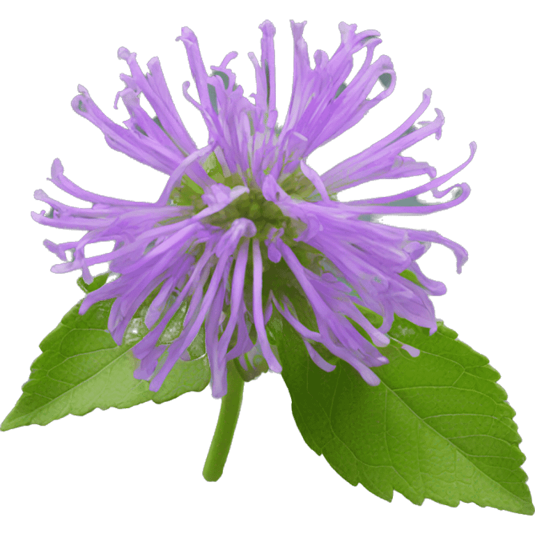 wild bergamot flower emoji