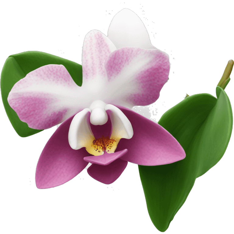 Orchidea rosa e bianca  emoji