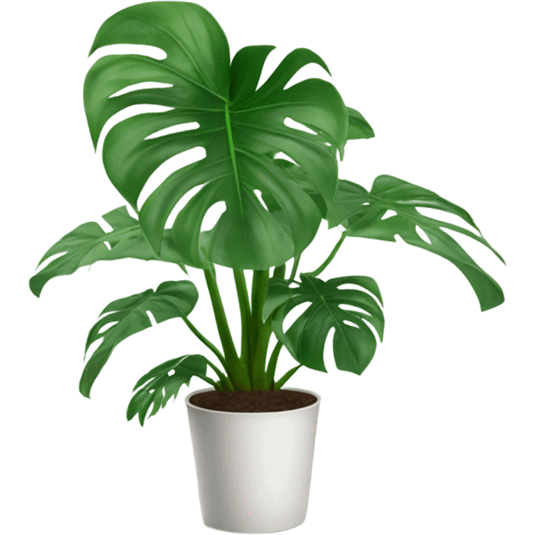 Monstera plant with 4 matured leaves in white pot emoji