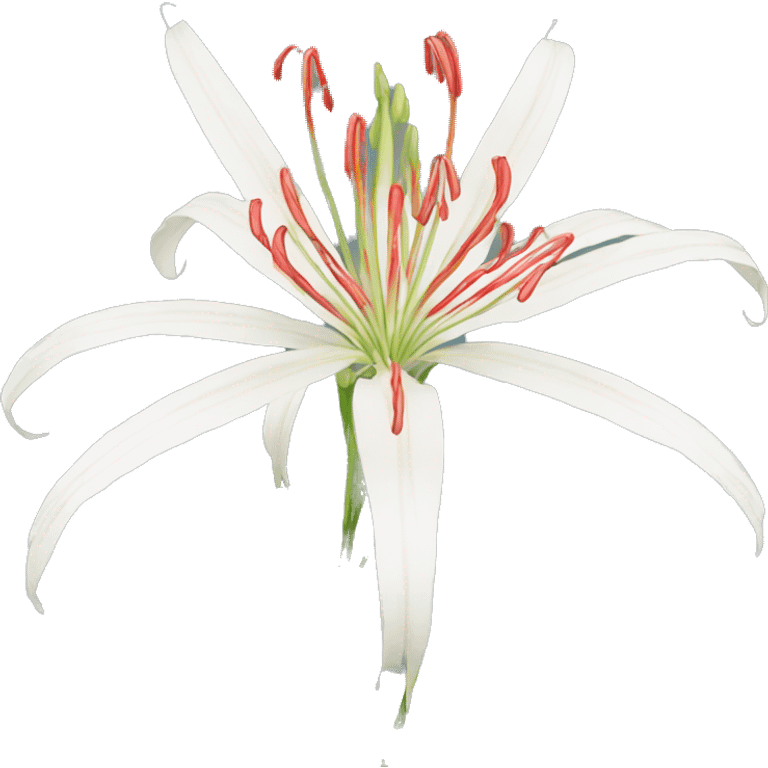 spider lilies  emoji