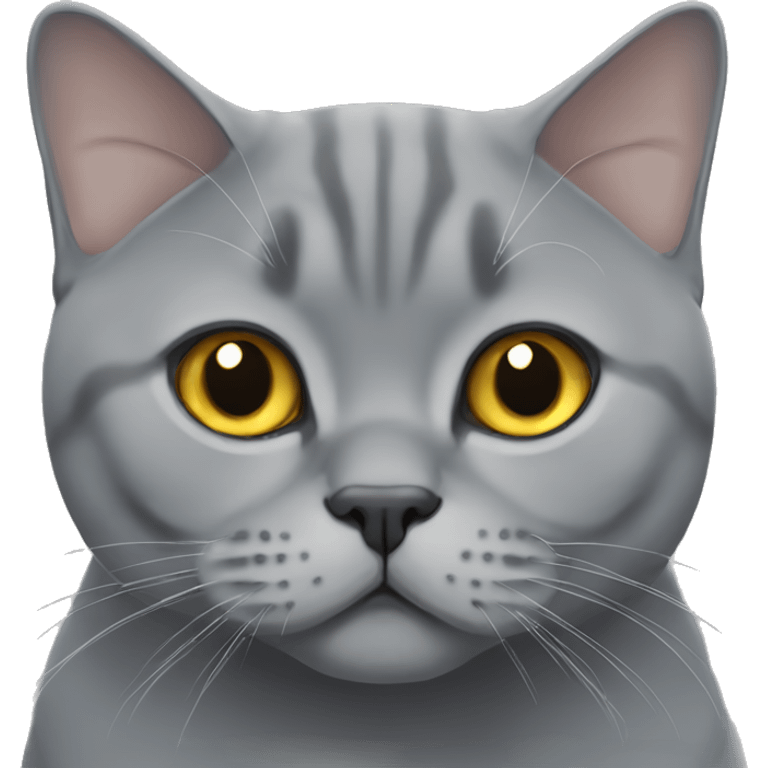 Grey British shorthair  emoji