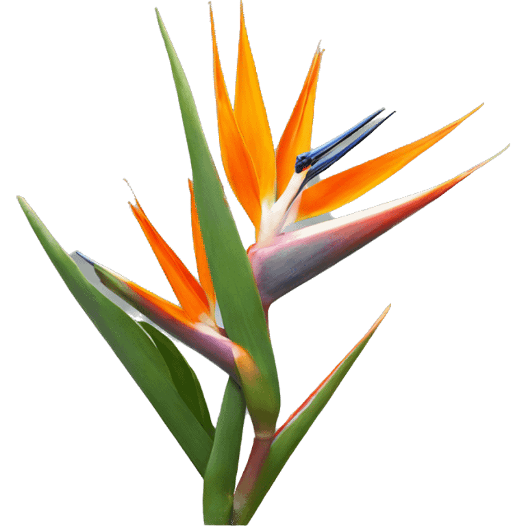 Strelitzia  emoji