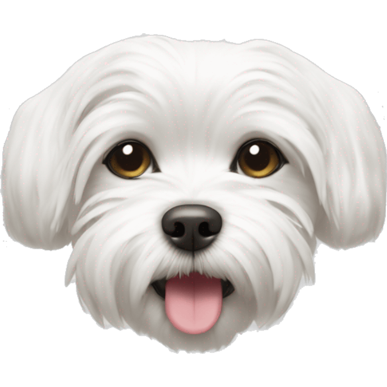 white maltese turning upside down, laying on its back emoji