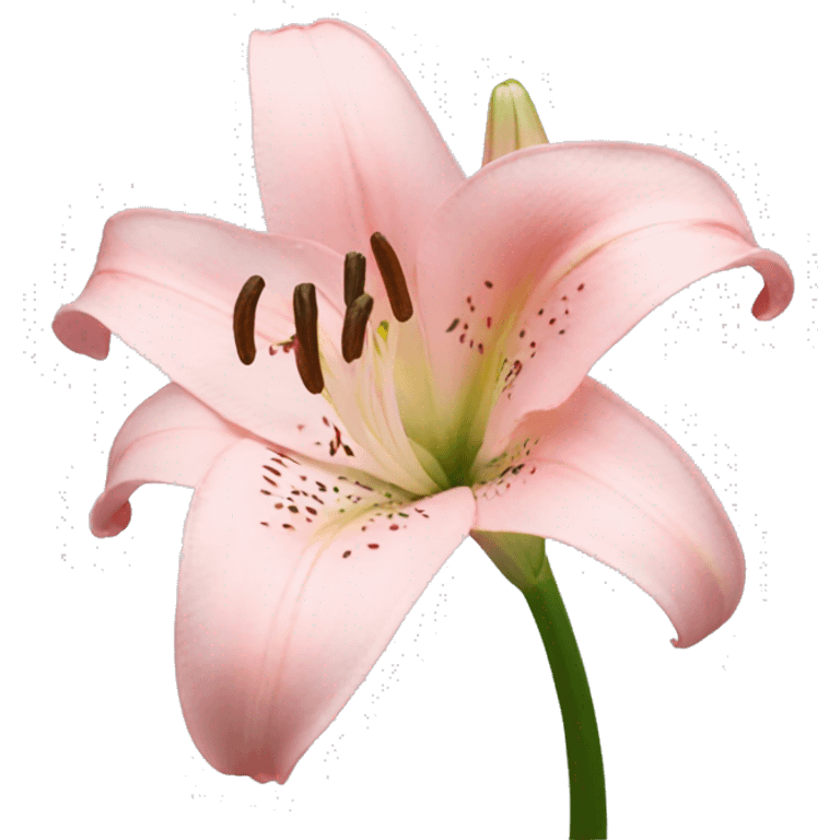 light pink lilium emoji