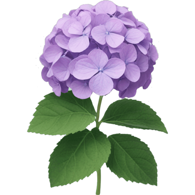 Hydrangea  emoji