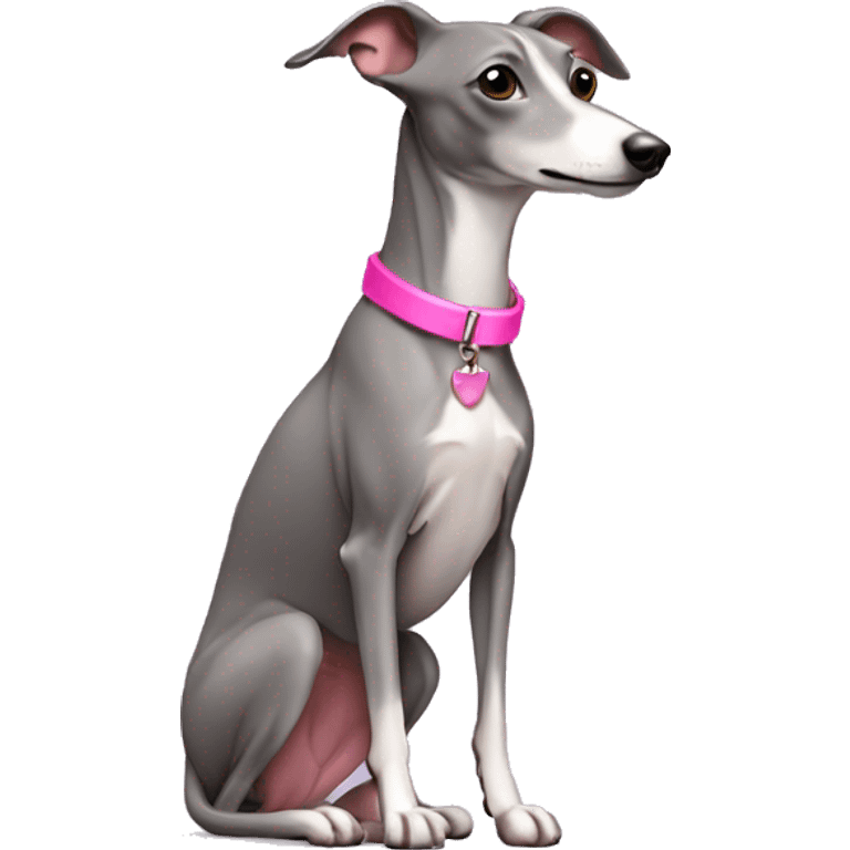 Grey Italian greyhound wearing pink collar emoji