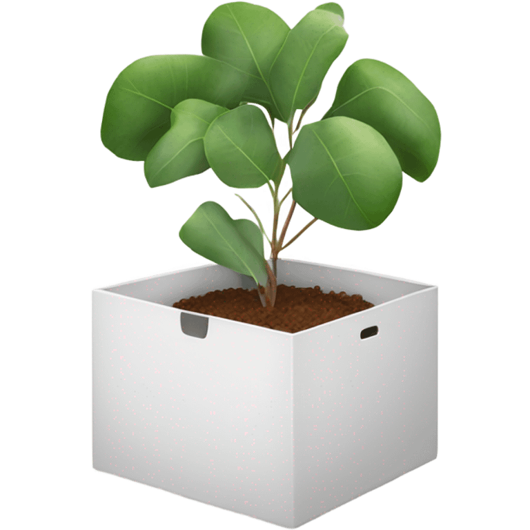 eucalyptus inside white box  emoji