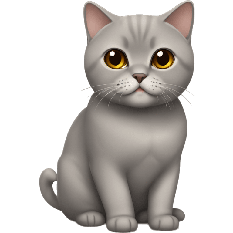 british shorthair in brown with Brown eyes sitting  emoji