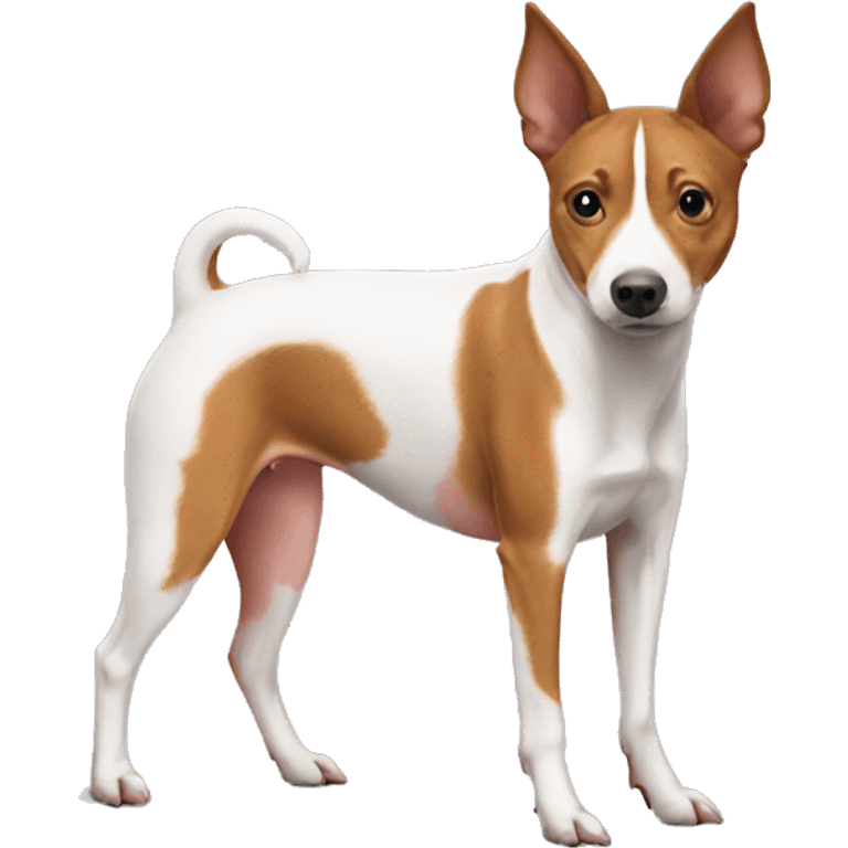 pig basenji emoji