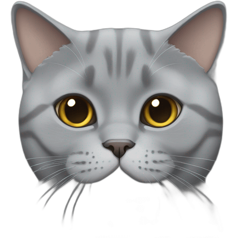 flat faced british shorthair gray cat emoji