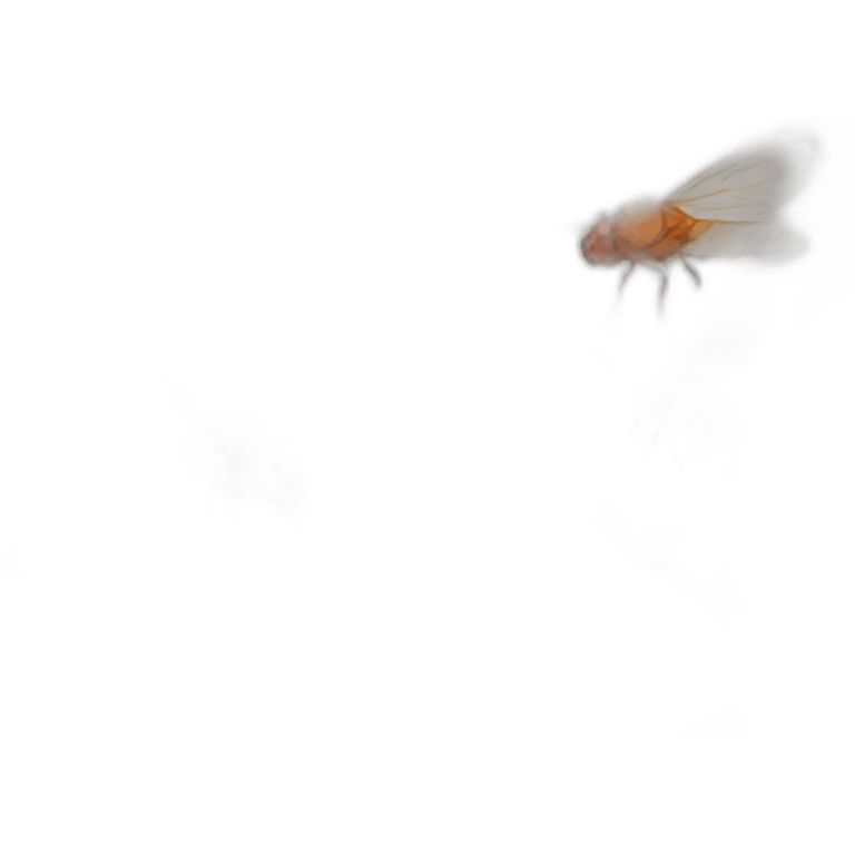 Drosophila melanogaster emoji