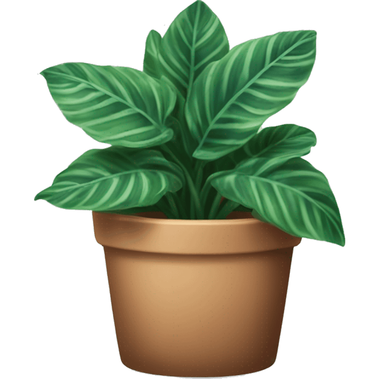 potted house plant, calathea orbifolia emoji