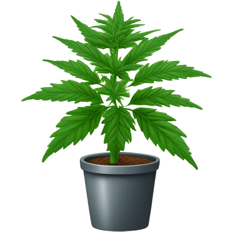 Potted Cannabis sativa tree proportionate rare emoji