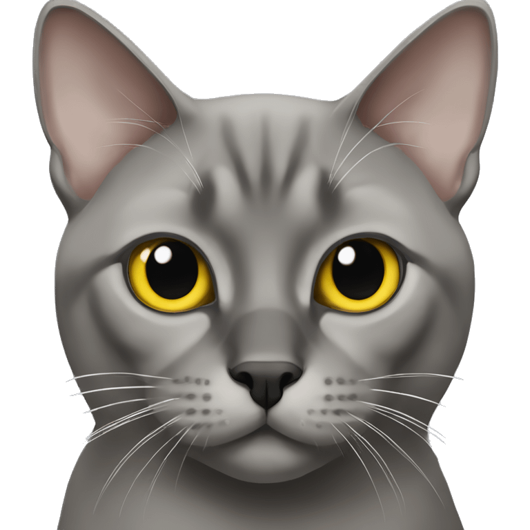 Burmese grey cat with black nose and yellow eyes emoji