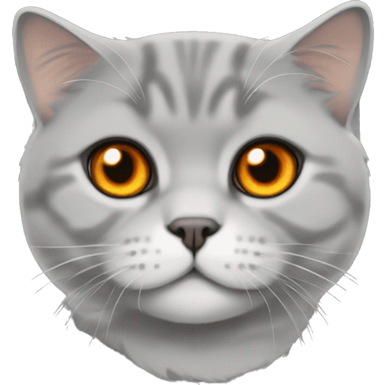 Grey Scottish fold cat with orange eyes  emoji