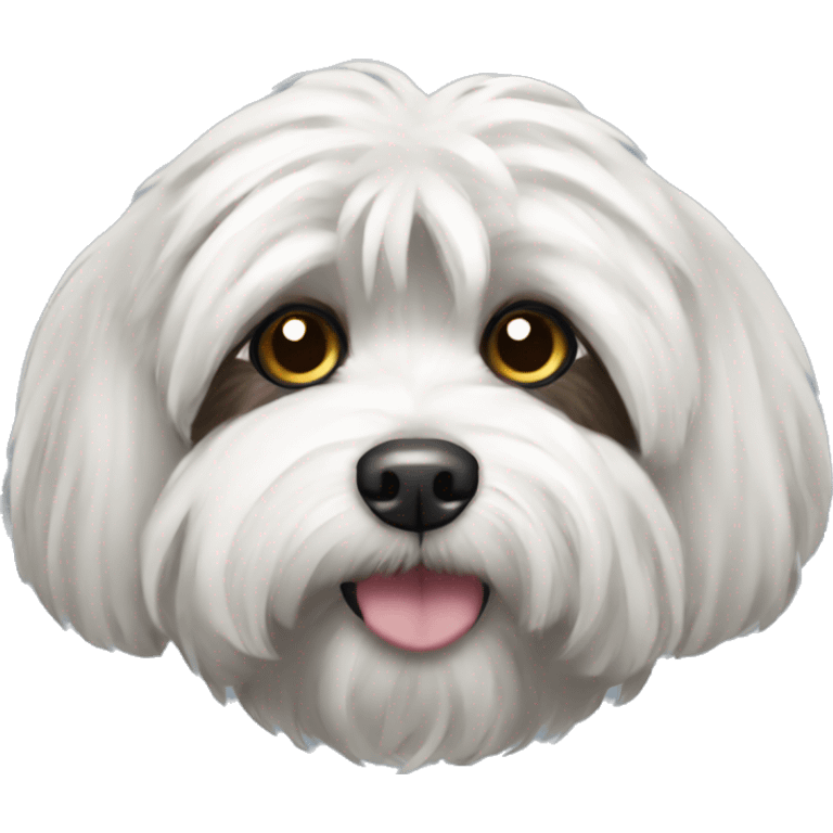 Black havanese with white eyebrow  emoji