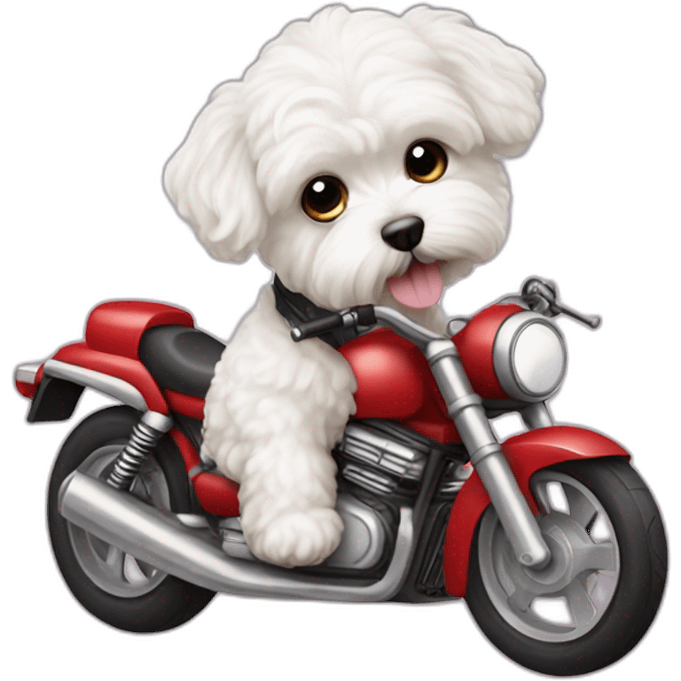 White maltipoo with motorcycle emoji