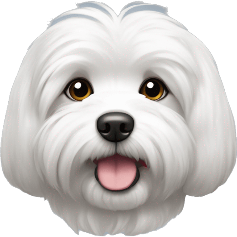 Coton de tulear avec oreille brune and grises emoji