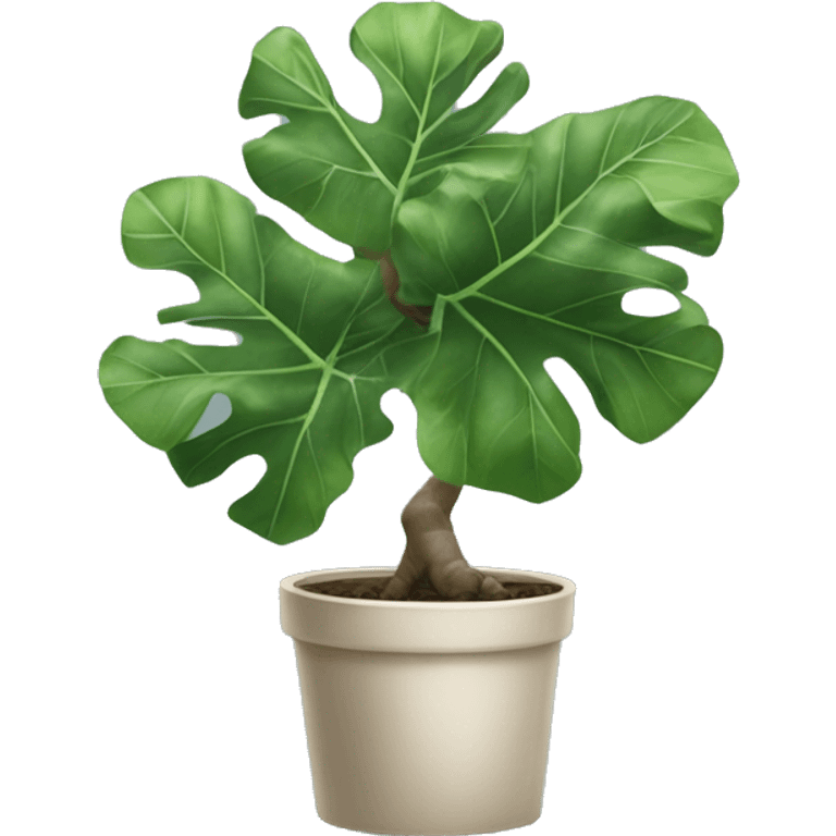 Fiddle leaf fig tree emoji