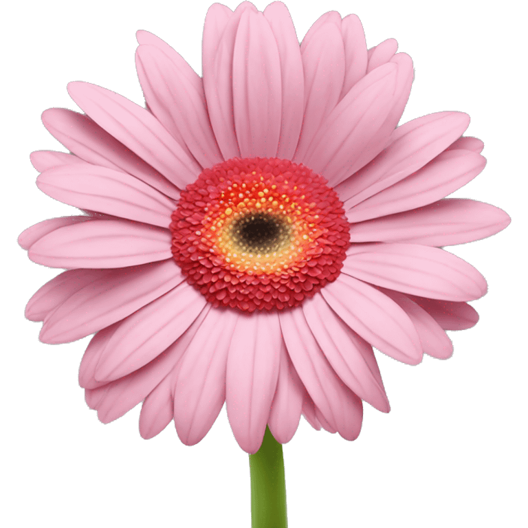 GERBERA ROSA emoji