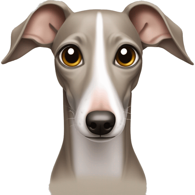 Sand Italian greyhound style iPhone emoji de face le regard joyeux bouche fermé truffe humide emoji