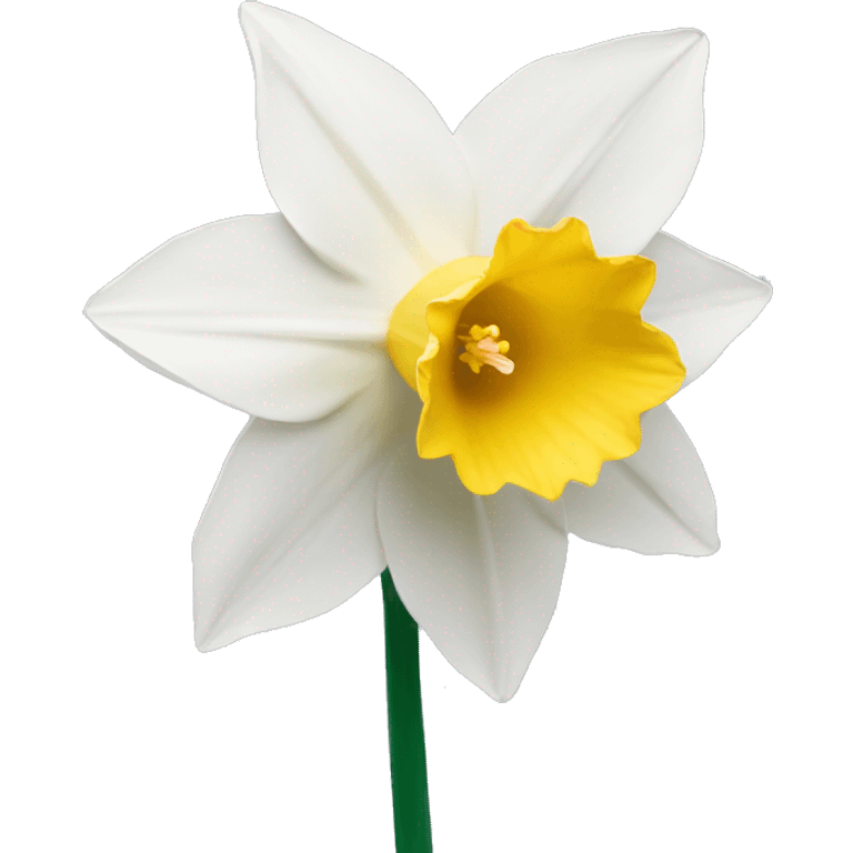 White daffodil flower emoji