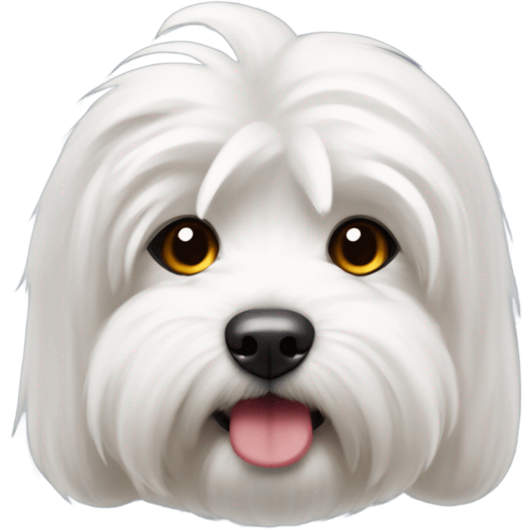 coton de tulear com lacinho vermelho emoji