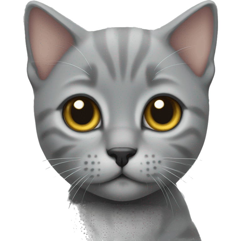 grey British kitten  emoji