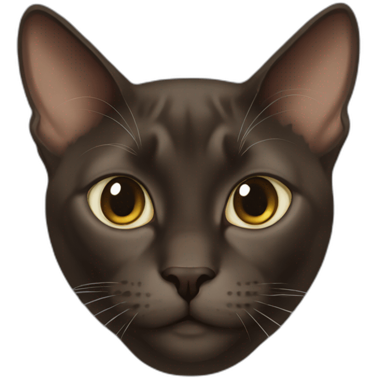 dark brown burmese adult cat emoji