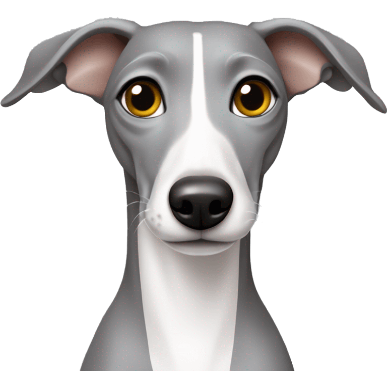 Grey Italian greyhound. With a grey head and white chest emoji