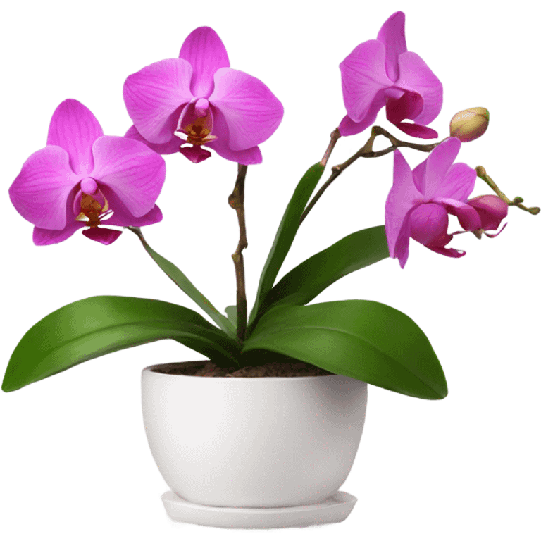 Pink orchid in white pot emoji