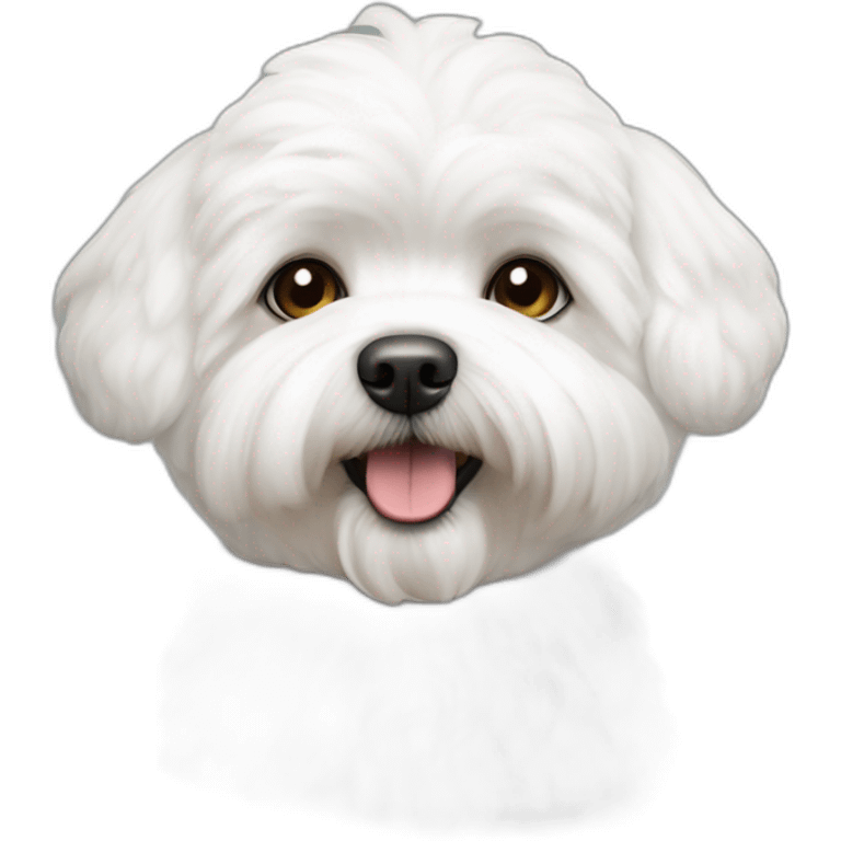 Bichon maltais emoji