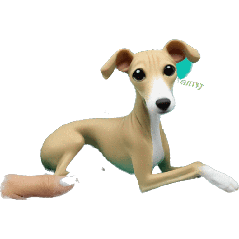 beige Italian greyhound in Tiffany blue gift box emoji