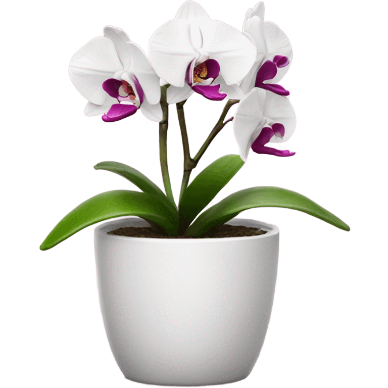 white and magenta orchid in small pot  emoji