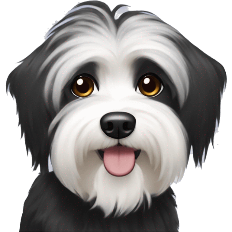 Black havanese with white eyebrow  emoji