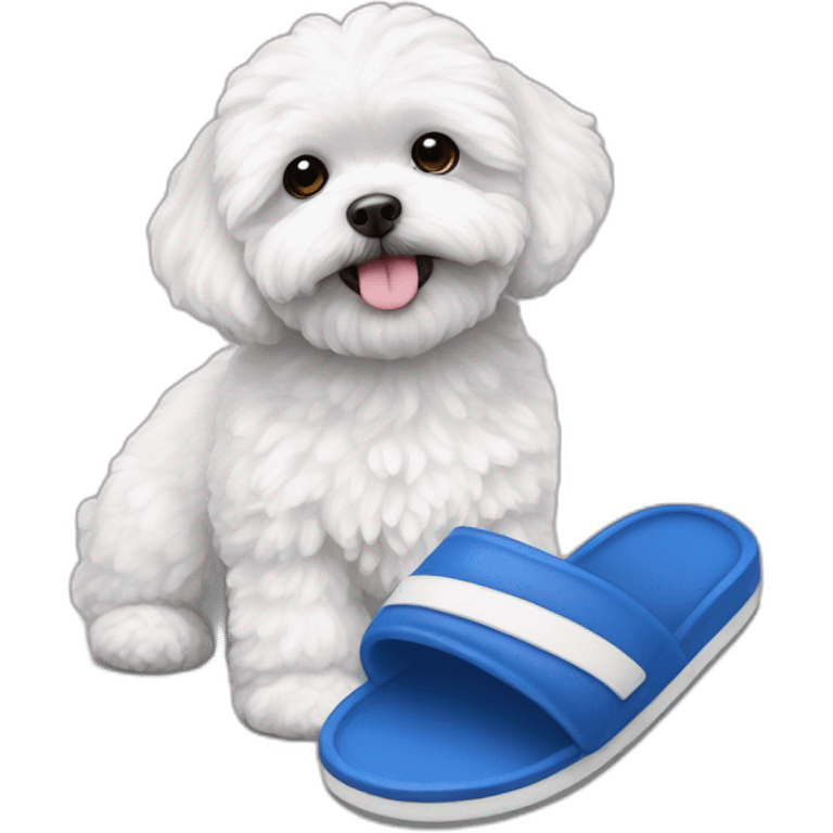 white maltipoo with dark blue slipper emoji