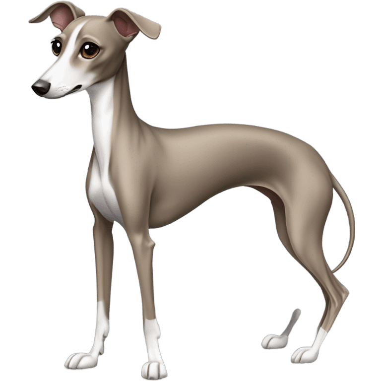 Italian greyhound evening gown  emoji