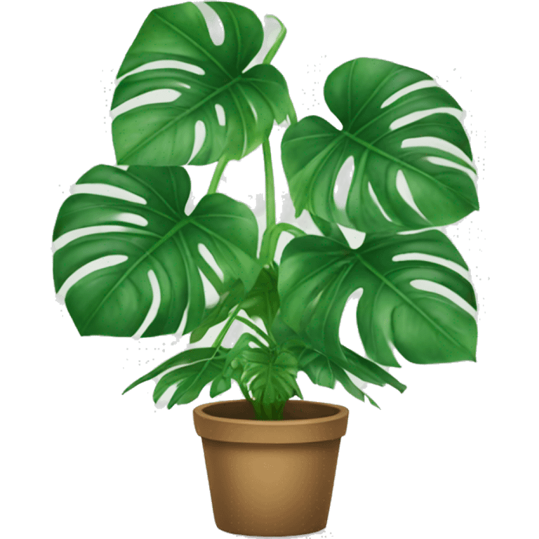 Monstera plant  emoji