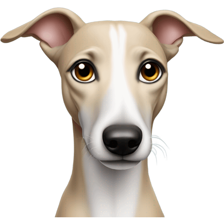 whippet with big wars emoji