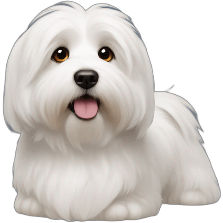 coton de tulear side by side corgy emoji