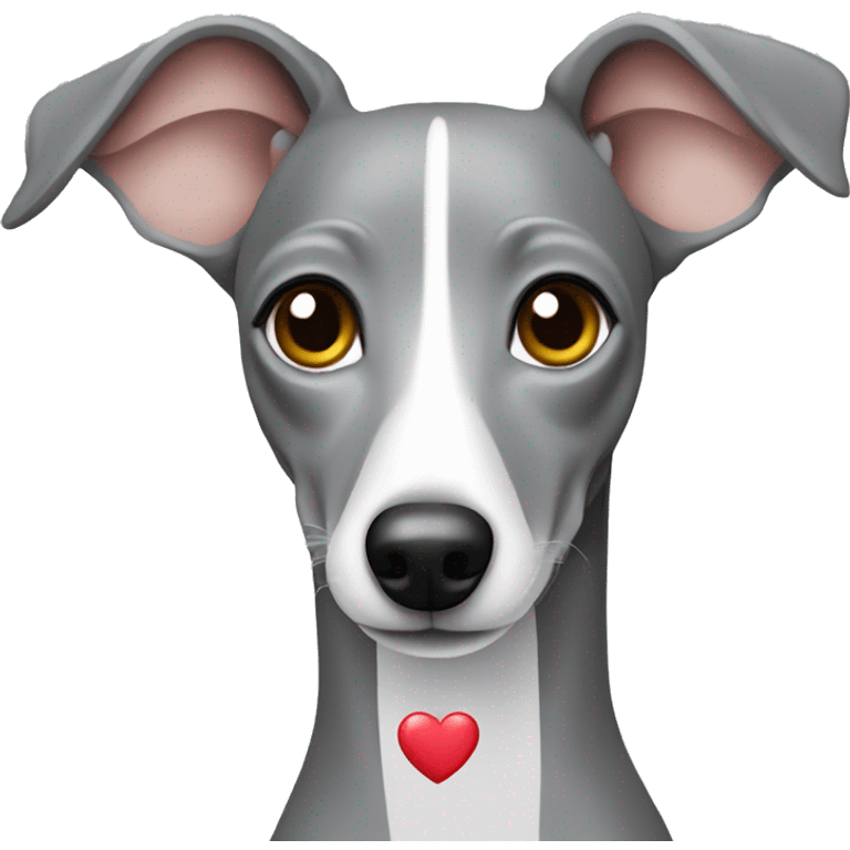 Grey Italian greyhound with heart emoji