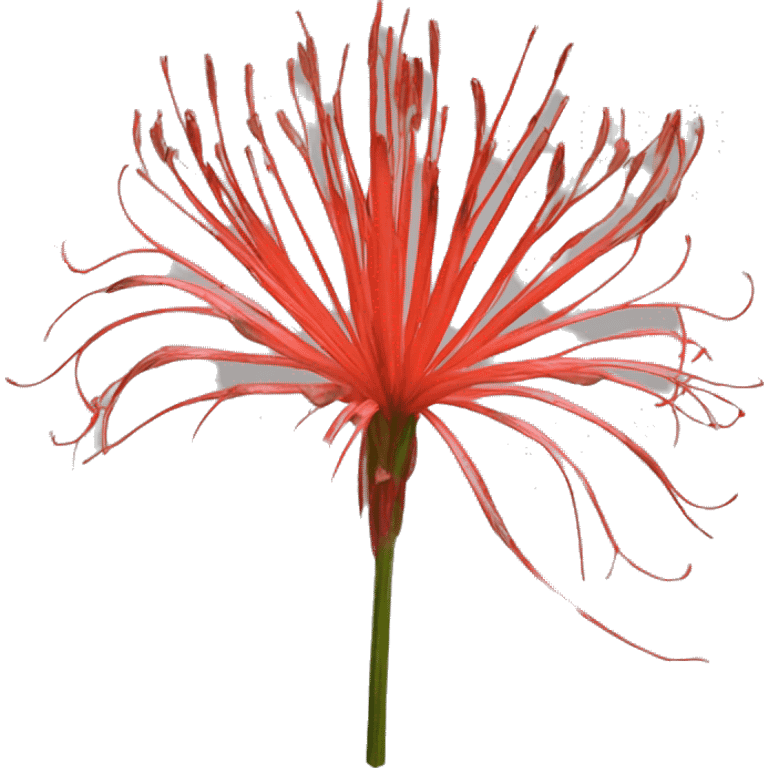 lycoris radiata emoji